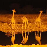 AFR 1092  Girffe am Wasserloch Etosha National Park : Namibia, Okaukuejo