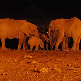 AFR 1127  Elefanten am Wasserloch Etosha National Park : Namibia, Okaukuejo