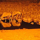 AFR 1156  Etosha National Park : Namibia, Okaukuejo