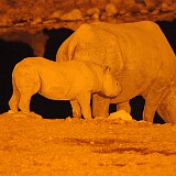 AFR 1208  Nashörner am Wasserloch Etosha National Park : Namibia, Okaukuejo