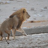 AFR 1326  Löwe Etosha National Park : Namibia, Okaukuejo