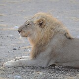 AFR 1836  Löwe Etosha National Park : Namibia, Namutoni
