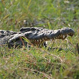 AFR 2260  Krokodil : Botsuana, Kasane