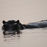 AFR 2300  Hippo : Botsuana, Kasane