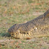 AFR 2316  Krokodil : Botsuana, Kasane