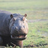 AFR 2351  Hippo : Botsuana, Kasane