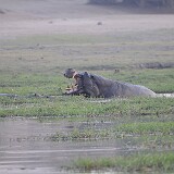 AFR 2503  Hippo : Namibia, Kasika