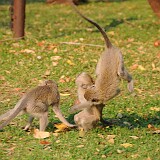 AFR 2625  Botswana : Sambia, Riverside