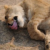 AFR 2915  Löwe in Botswana : Sambia, Sankaia