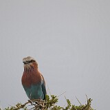 AFR 3876 : Tansania, Nyabogati