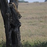 AFR 4095 : Tansania, Nyabogati