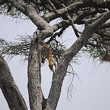 AFR 4174 : Tansania, Nyabogati