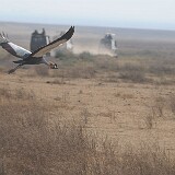 AFR 4377 : Tansania, Ngorongoro
