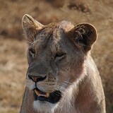 AFR 4532 : Tansania, Munge