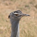 AFR 4689 : Tansania, Ngorongoro