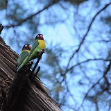 AFR 4745 : Tansania, Monduli