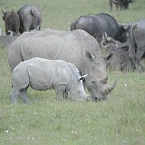 AFR 4824 : Kenia, Lake View Estate