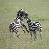 AFR 5143 : Kenia, Lake View Estate