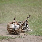 AFR 5338 : Kenia, Lake View Estate