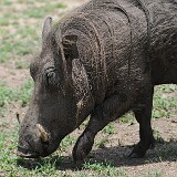 AFR 5799 : Uganda, Mweya Lodge