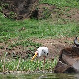 AFR 5899 : Uganda, Mweya Lodge