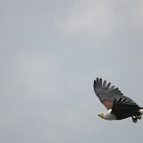 AFR 5928 : Uganda, Mweya Lodge