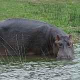 AFR 6040 : Uganda, Mweya Lodge