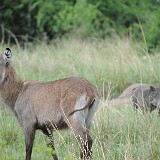 AFR 6263 : Uganda, Mweya Lodge