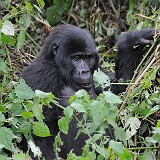 AFR 6318 : Uganda, Kanyashogi