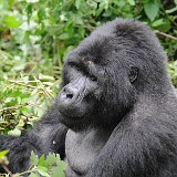 AFR 6415 : Uganda, Kanyashogi