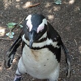 P1000124  Pinguin Südafrika