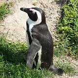 P1000133  Pinguin Südafrika