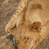 P1010455 : Sambia, Sankaia