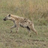 P1020224 : Tansania, Nyabogati