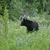 DSC 1620  Schwarzbär