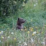 Baby-Bär  Baby Bär