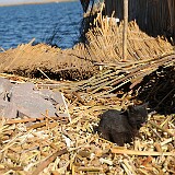 Schwimmendeinsel  Schwimmendeinsel