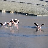 Hochlandflamingos  Hochlandflamingos