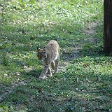 Luchs  Luchs