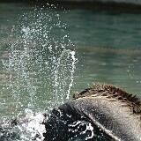 DSC 0044  Bär am plantschen