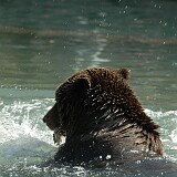 DSC 0045  Bär am plantschen