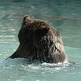 DSC 0048  Bär am plantschen