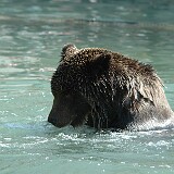 DSC 0049  Bär am plantschen