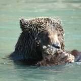 DSC 0055  Planschender Bär