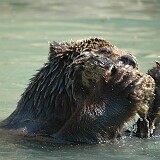 DSC 0056  Plantschender Bär