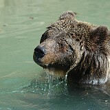 DSC 0067  Planschänder Bär