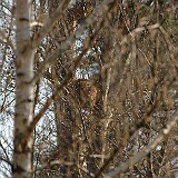 Luchs im Baum  gut verstecketer Luchs