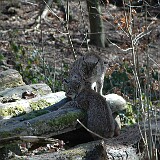 Luchse  2 Luchse am sonnebaden