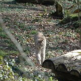 Luchs  Luchs