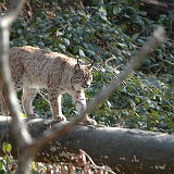 Luchs  Luchs auf dem Baumstam